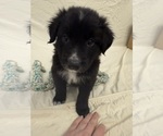 Puppy Puppy 8 Axel Bernedoodle-Miniature Australian Shepherd Mix