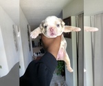 Small Photo #9 English Bulldog Puppy For Sale in KILLEEN, TX, USA
