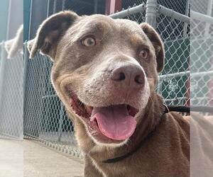 American Pit Bull Terrier-Unknown Mix Dogs for adoption in Texas City, TX, USA