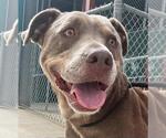 Small American Pit Bull Terrier Mix
