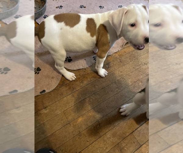 View Ad American Staffordshire Terrier Puppy for Sale near