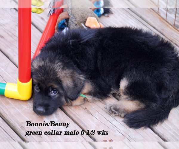 Medium Photo #37 German Shepherd Dog Puppy For Sale in CHRISNEY, IN, USA