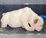 Small Photo #3 English Bulldog Puppy For Sale in TULARE, CA, USA
