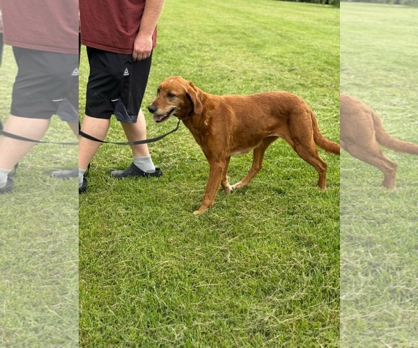 Medium Photo #3 Golden Retriever Puppy For Sale in Croydon, NH, USA
