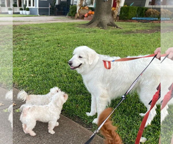 Medium Photo #4 Great Pyrenees Puppy For Sale in Dallas, TX, USA