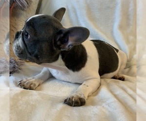 French Bulldog Puppy for sale in JOHNS ISLAND, SC, USA