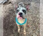 Small #4 American Pit Bull Terrier Mix
