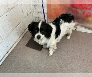 Chihuahua-Unknown Mix Dogs for adoption in San Bernardino, CA, USA