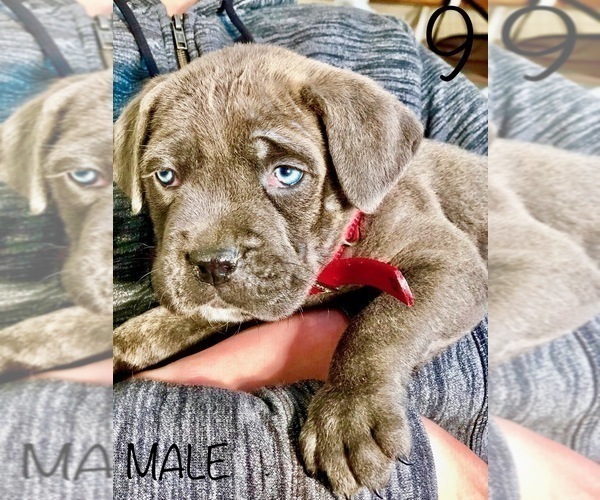 Medium Photo #9 Cane Corso Puppy For Sale in HESPERIA, CA, USA