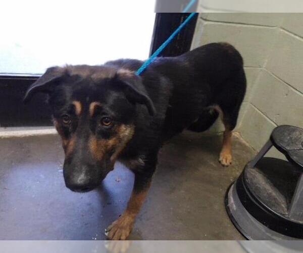 Medium Photo #1 German Shepherd Dog-Unknown Mix Puppy For Sale in Tulsa, OK, USA
