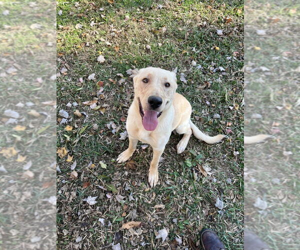 Medium Photo #2 Labrador Retriever-Unknown Mix Puppy For Sale in Osgood, IN, USA