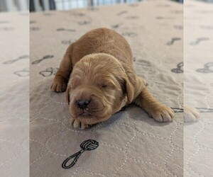 Goldendoodle Puppy for sale in PITTSGROVE, NJ, USA