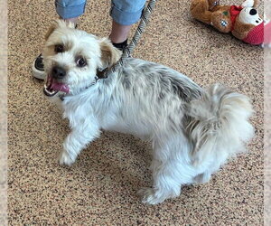 Shih Tzu Dogs for adoption in Springfield, MA, USA