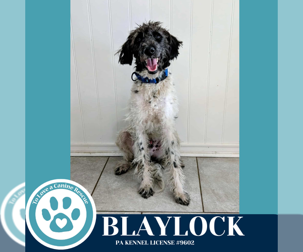 Medium Photo #1 Poodle (Standard)-Unknown Mix Puppy For Sale in Kimberton, PA, USA