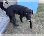 Small #1 Labrador Retriever Mix