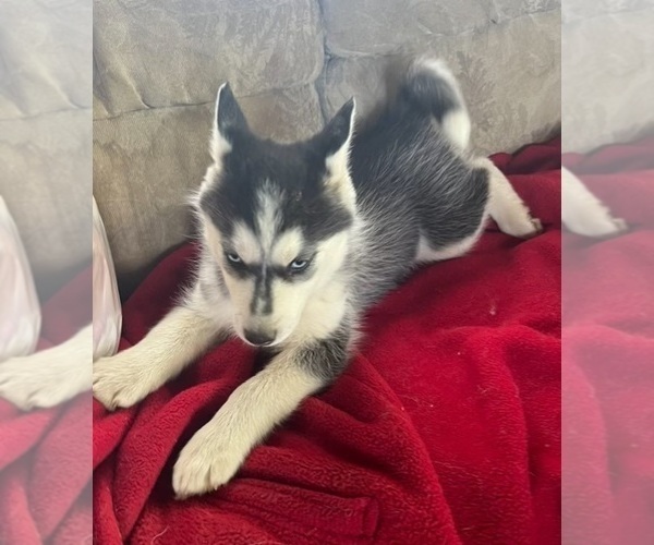 Medium Photo #8 Siberian Husky Puppy For Sale in PINON HILLS, CA, USA