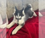 Small Photo #8 Siberian Husky Puppy For Sale in PINON HILLS, CA, USA