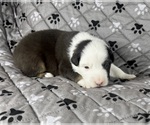 Small Photo #75 Australian Shepherd Puppy For Sale in SALISBURY, NC, USA