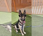 Small Photo #1 German Shepherd Dog-Unknown Mix Puppy For Sale in Las Vegas, NV, USA