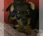 Small Photo #25 Miniature Pinscher Puppy For Sale in BULGER, PA, USA