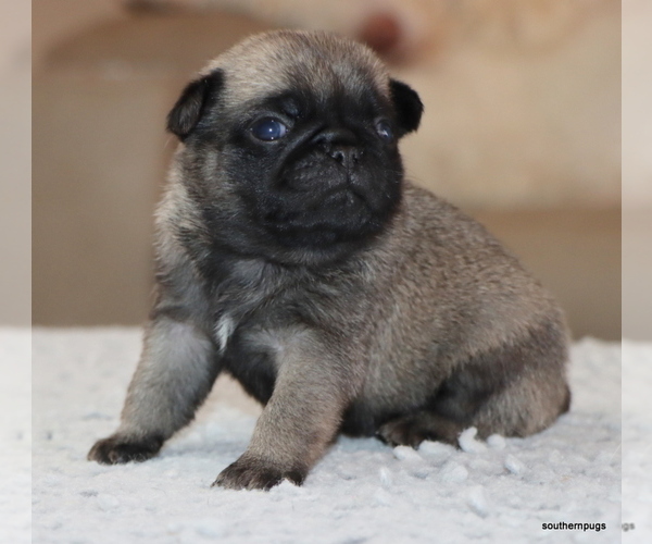 Medium Photo #7 Pug Puppy For Sale in WINNSBORO, TX, USA