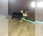 Small Photo #4 Yorkshire Terrier Puppy For Sale in LAPEER, MI, USA