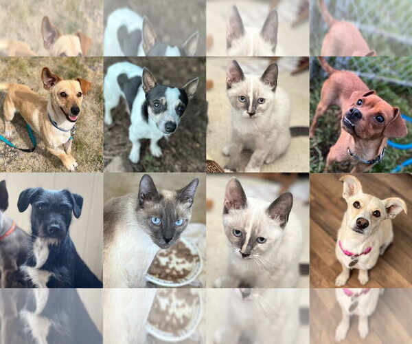 Medium Photo #1 Mutt Puppy For Sale in Princeton, British Columbia, Canada