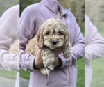 Small #1 Cockapoo (Miniature)