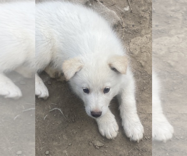 Medium Photo #17 Swiss Shepherd-Timber Wolf Mix Puppy For Sale in MAD RIVER, CA, USA
