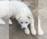 Small Photo #17 Swiss Shepherd-Timber Wolf Mix Puppy For Sale in MAD RIVER, CA, USA