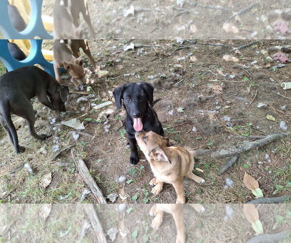 Medium Photo #3 Labrador Retriever-Unknown Mix Puppy For Sale in Sebec, ME, USA