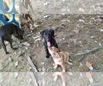 Small #2 Labrador Retriever Mix