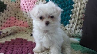 Maltese Puppy for sale in MALDEN, MA, USA