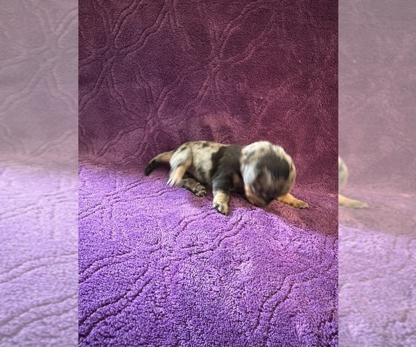 Medium Photo #2 Dachshund Puppy For Sale in BLMGTN, IN, USA