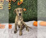 Small American Staffordshire Terrier Mix