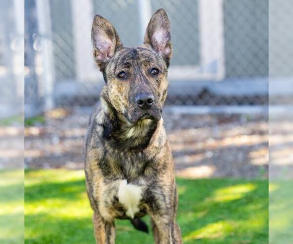 Medium Photo #2 German Shepherd Dog-Unknown Mix Puppy For Sale in Camarillo, CA, USA