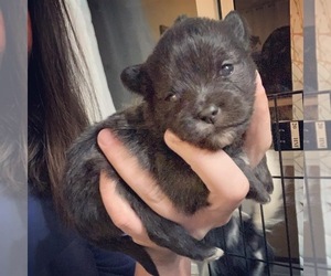 Brusselranian Puppy for sale in COLS, GA, USA