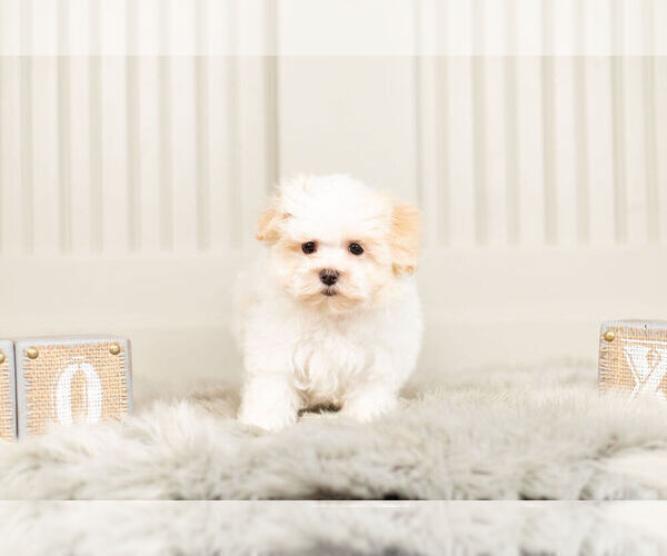 Medium Photo #4 Maltipoo Puppy For Sale in WARSAW, IN, USA