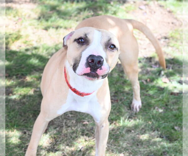 Medium Photo #1 American Bulldog-Unknown Mix Puppy For Sale in Perth Amboy, NJ, USA