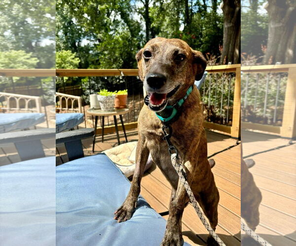 Medium Photo #3 Feist Terrier-Unknown Mix Puppy For Sale in Arlington, VA, USA