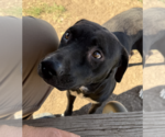 Small #5 Labrador Retriever Mix