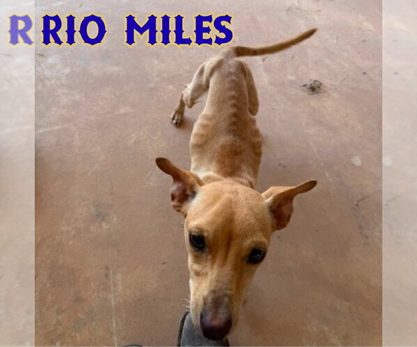 Medium Photo #10 Dachshund-Unknown Mix Puppy For Sale in San Antonio, TX, USA