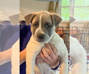 Mutt Dogs for adoption in Candler, NC, USA