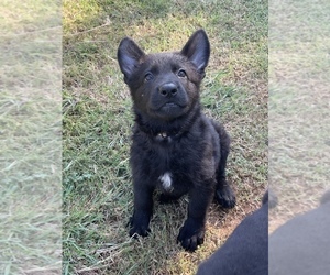 German Shepherd Dog Puppy for sale in WACO, TX, USA