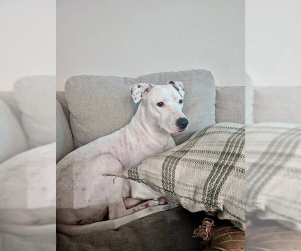 Medium Photo #1 Mutt Puppy For Sale in Fort Collins, CO, USA