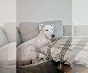 Mutt Dogs for adoption in Fort Collins, CO, USA