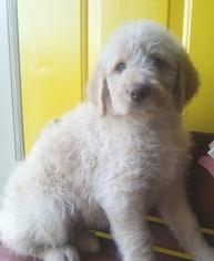 Labradoodle-Labrador Retriever Mix Puppy for sale in ALTON, MO, USA