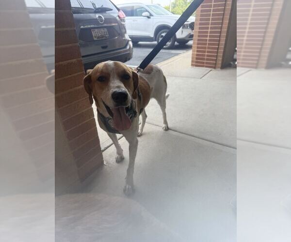 Medium Photo #3 Coonhound-Great Pyrenees Mix Puppy For Sale in Silver Spring, MD, USA
