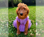 Small #18 Goldendoodle mix (+ Poodle Miniature)