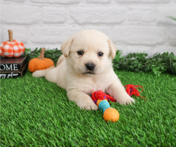 Medium Photo #11 Labrador Retriever Puppy For Sale in SYRACUSE, IN, USA